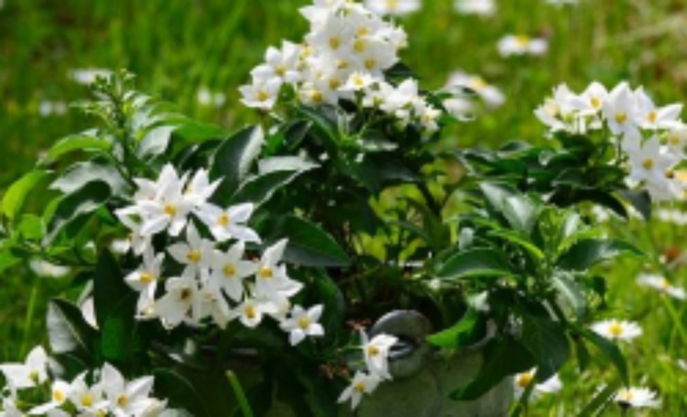 Solanum - acquista su Lovisetto Garden - Piante da esterno - Piante fiorite perenni