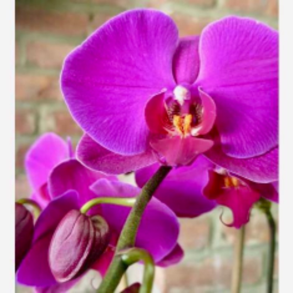 Orchidea Phalaenopsis - Colore Fuxia - acquista su Lovisetto Garden - Piante da interno - Piante da interno fiorite