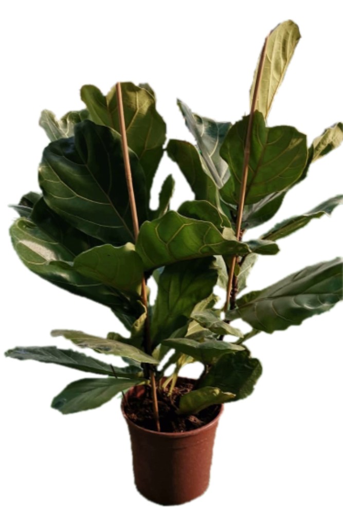Ficus Lyrata  - acquista su Lovisetto Garden - Piante da interno - Piante da interno verdi