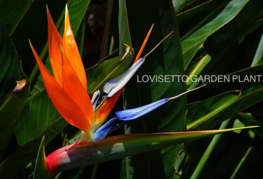 Strelitzia Reginae Touffe - acquista su Lovisetto Garden - Piante da esterno - Piante fiorite perenni