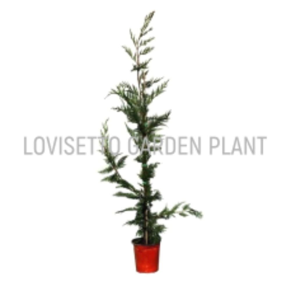 Cupressocyparis Leylandii (1 metro d'altezza) - acquista su Lovisetto Garden - Piante da esterno - Piante da siepe