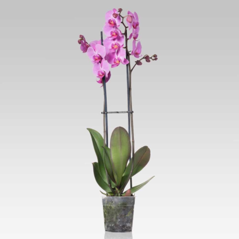 Orchidea Phalaenopsis - Colore Rosa - acquista su Lovisetto Garden - Piante da interno - Piante da interno fiorite