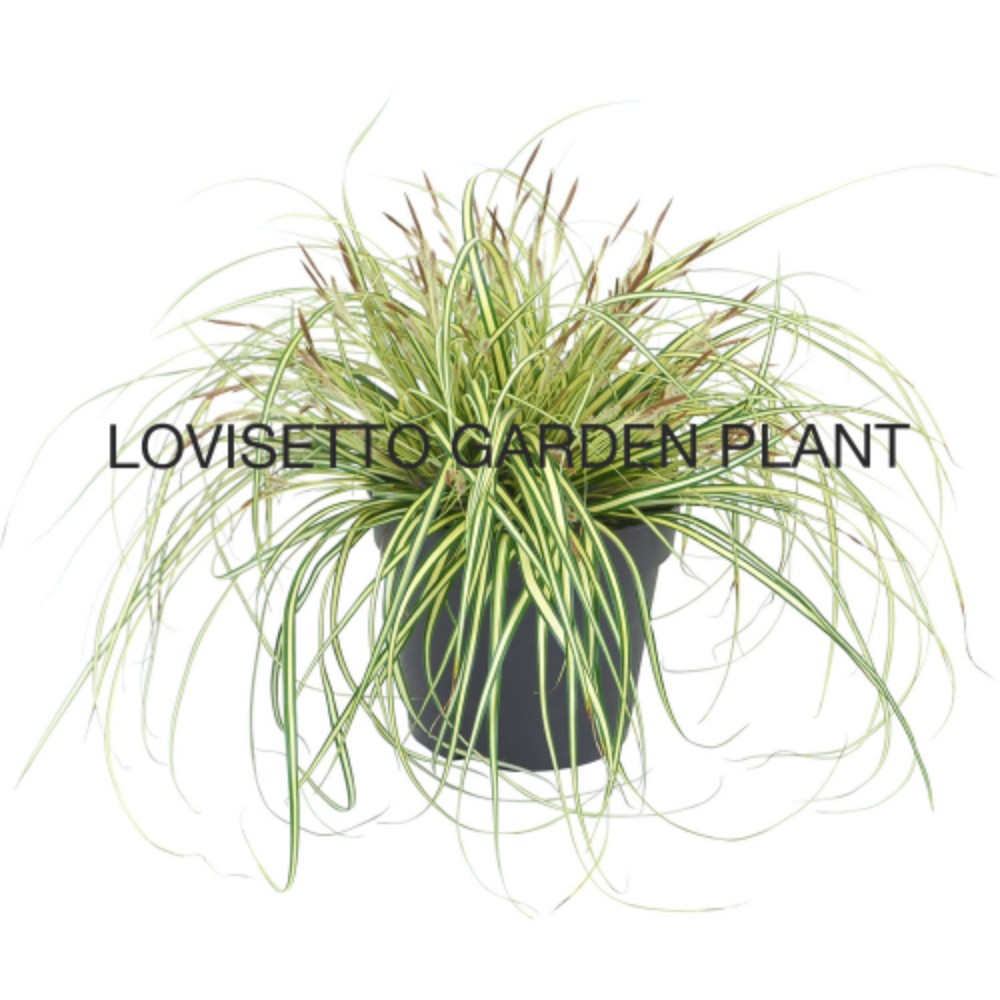 Carex evergold - acquista su Lovisetto Garden - Piante da esterno - Piante a cespuglio