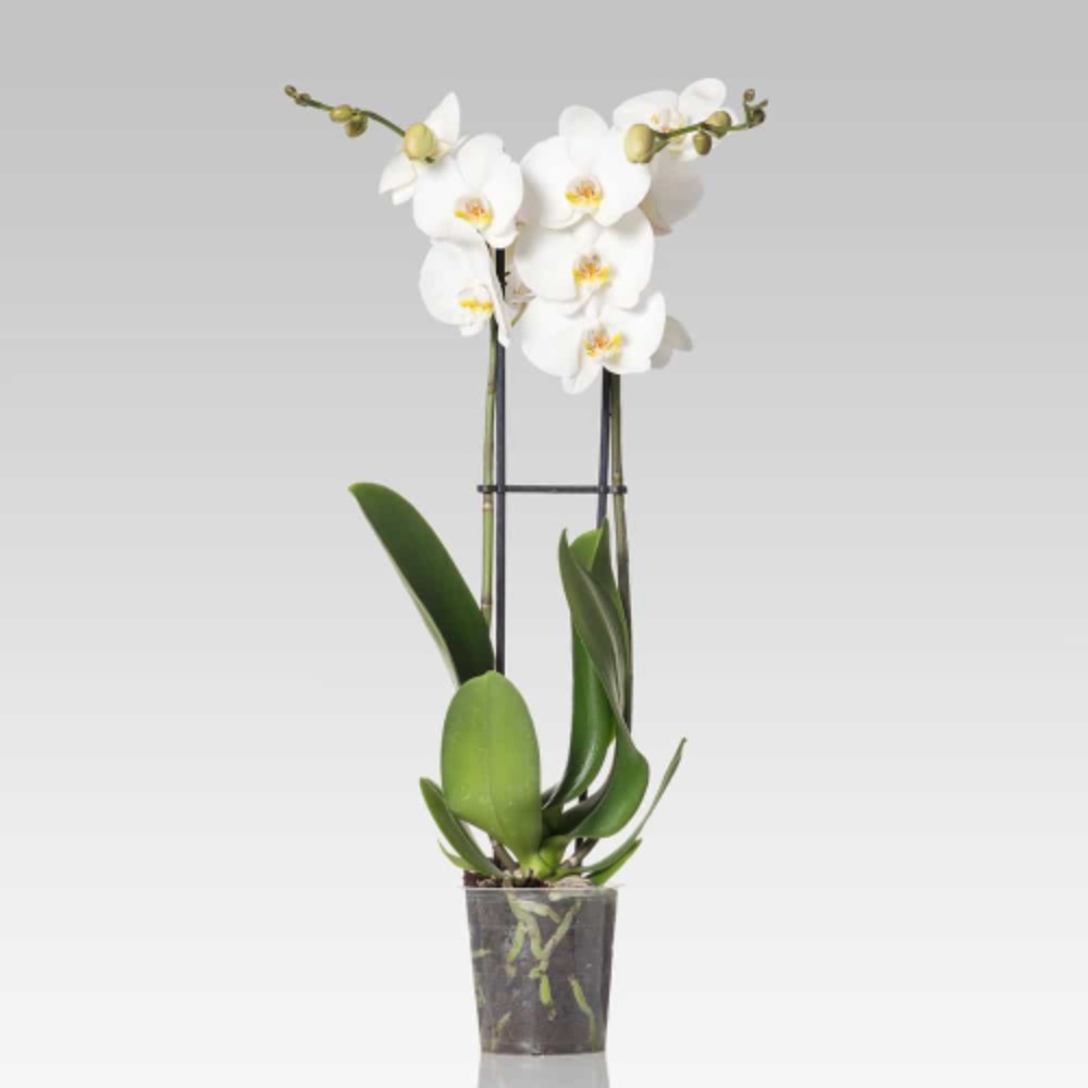 Orchidea Phalaenopsis Bianco - acquista su Lovisetto Garden - Piante da interno - Piante da interno fiorite