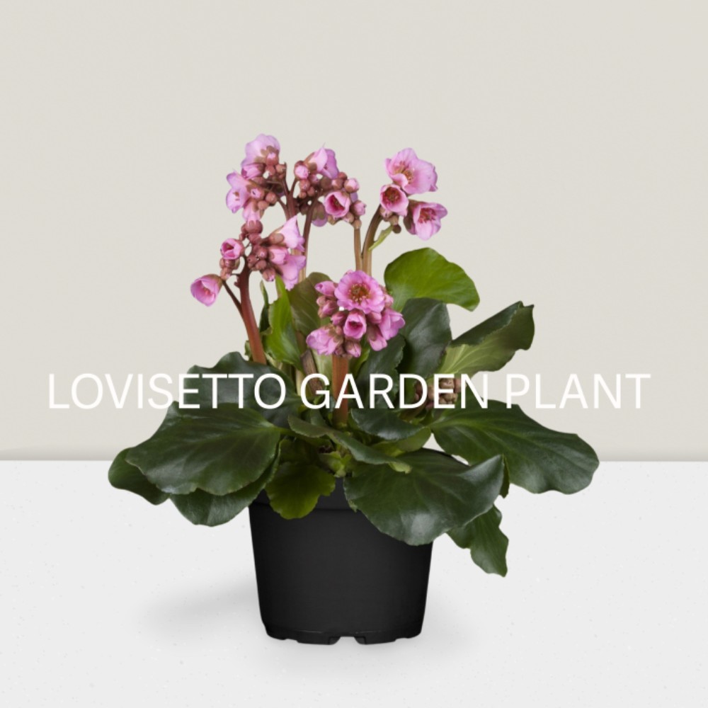 Bergenia  - acquista su Lovisetto Garden - Piante da esterno - Piante fiorite perenni