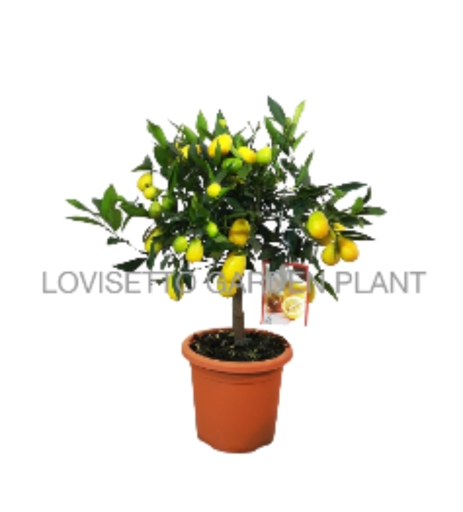 Limequat 70/80 cm - acquista su Lovisetto Garden - Piante da esterno - Agrumi