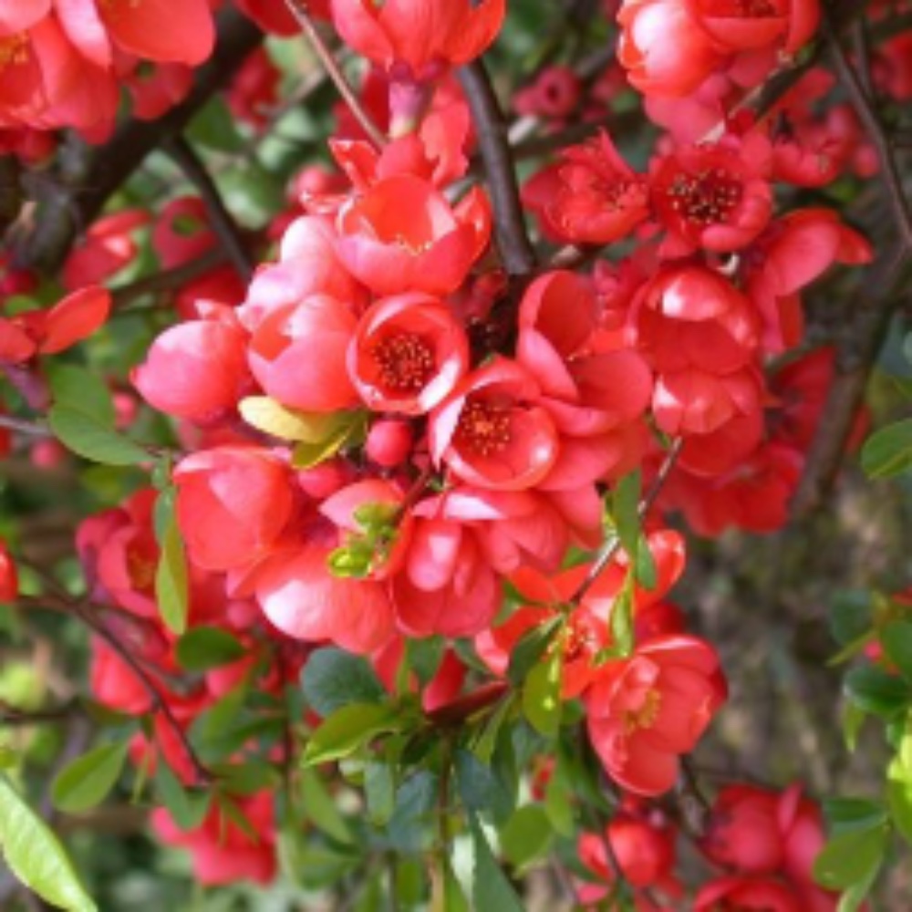 Chaenomeles Rubra - acquista su Lovisetto Garden - Piante da esterno - Piante a cespuglio