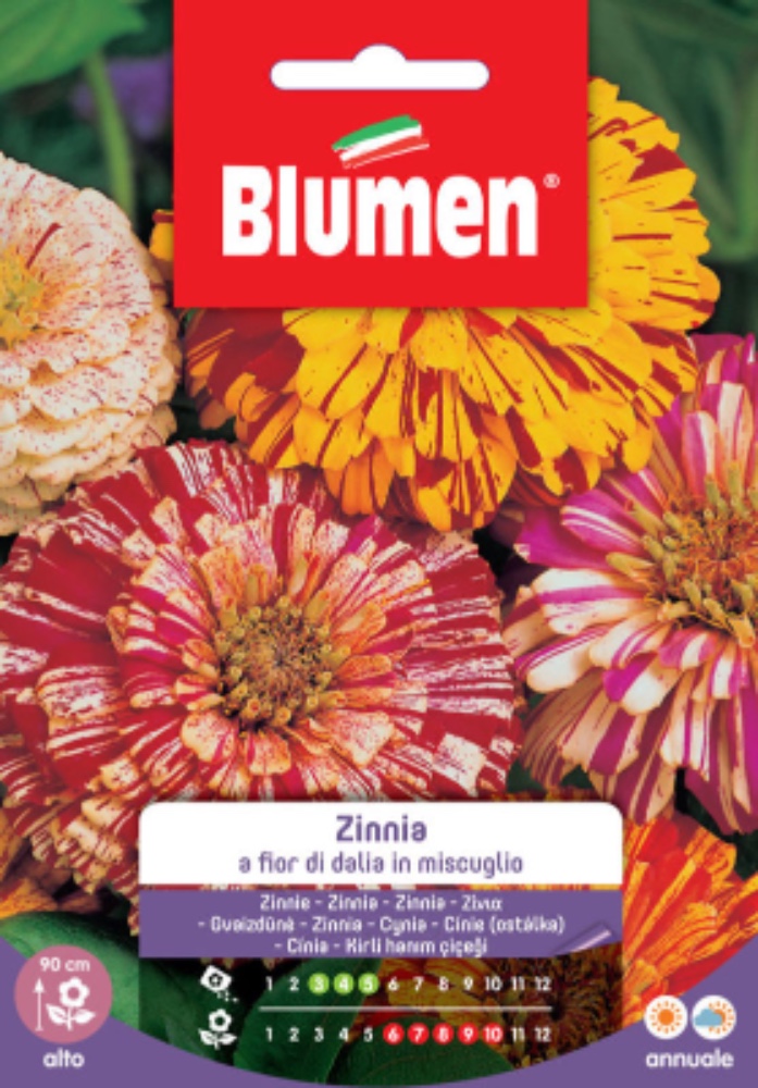 Zinnia a fior di Dalia in miscuglio - acquista su Lovisetto Garden - Buste di fiori