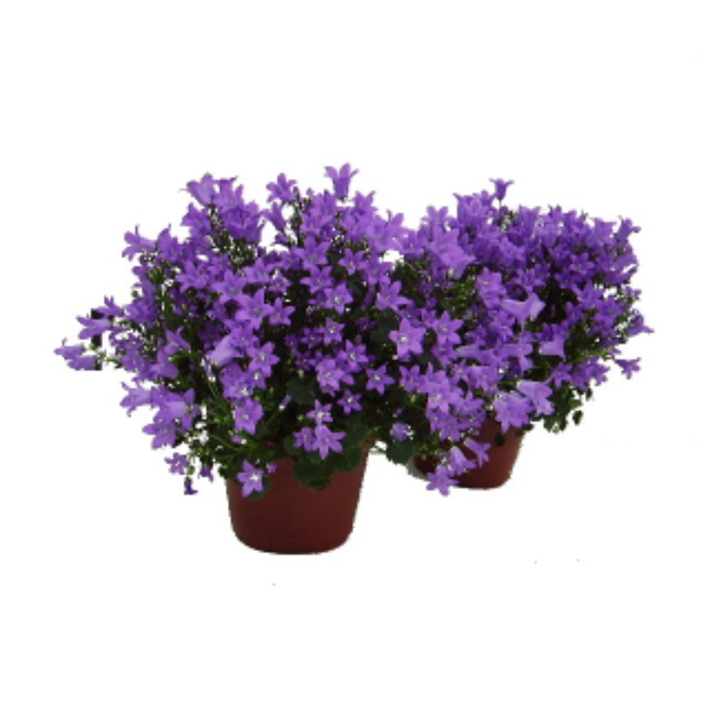 Campanula Portens - acquista su Lovisetto Garden - Piante da esterno - Piante fiorite perenni