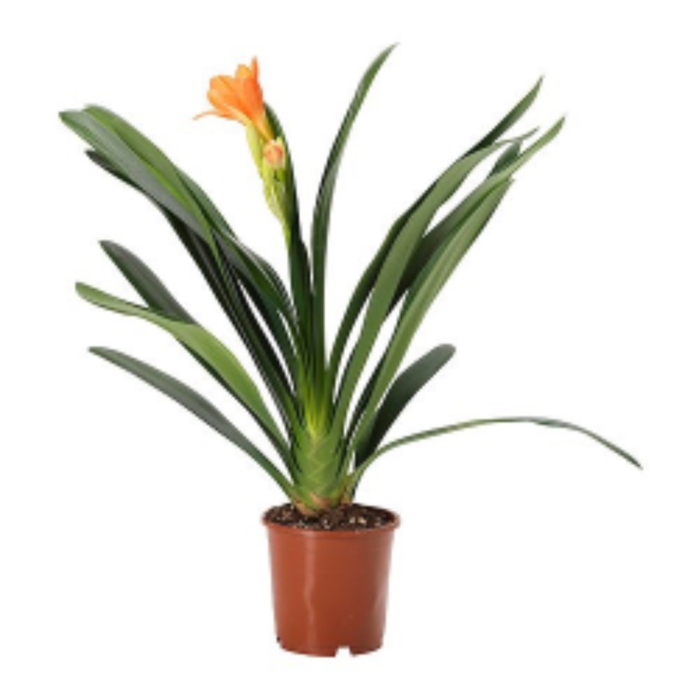 Clivia - acquista su Lovisetto Garden - Piante da interno - Piante da interno fiorite