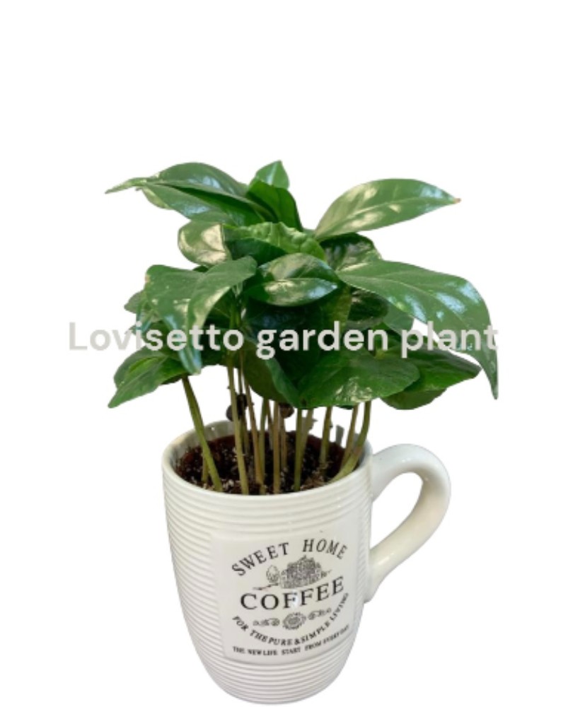 Pianta del Caffè - acquista su Lovisetto Garden - Piante da interno - Piante da interno verdi