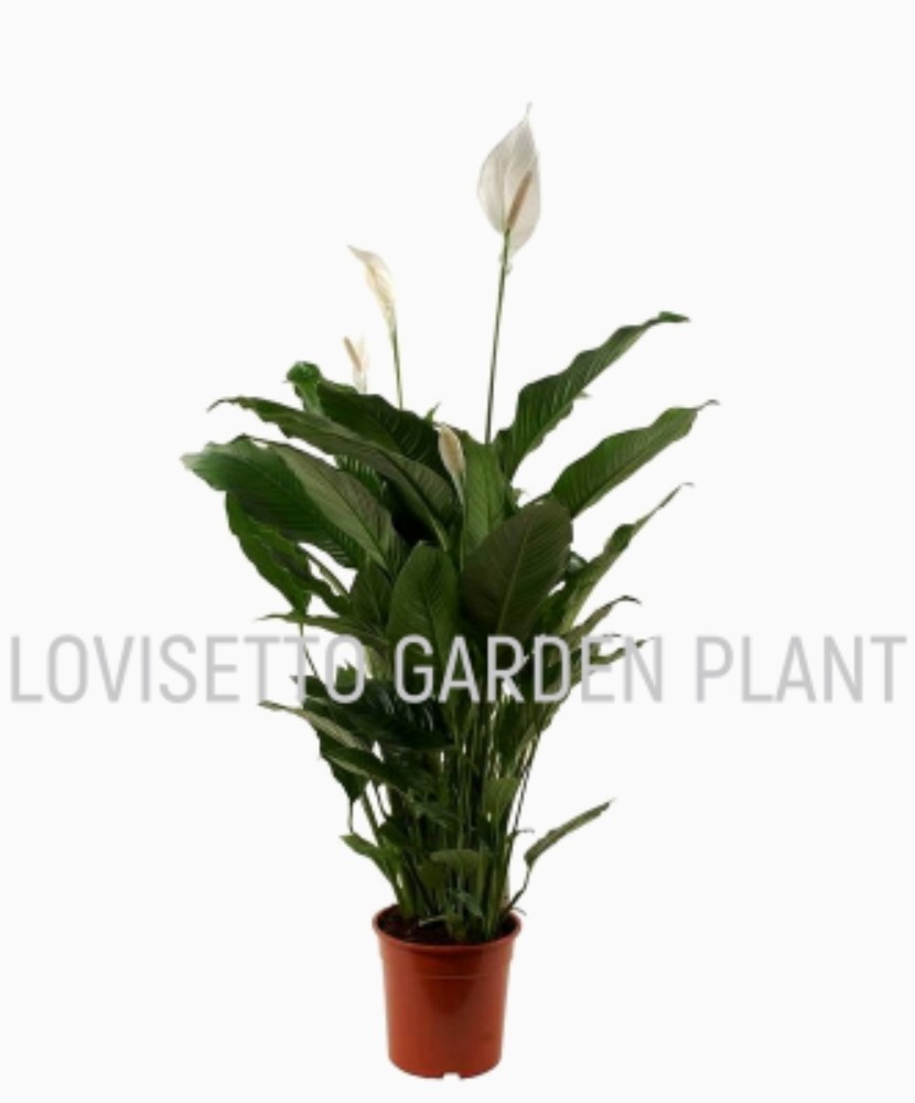 Spathiphyllum - acquista su Lovisetto Garden - Piante da interno - Piante da interno fiorite