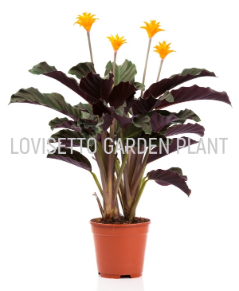 Calathea crocata - acquista su Lovisetto Garden - Piante da interno - Piante da interno fiorite