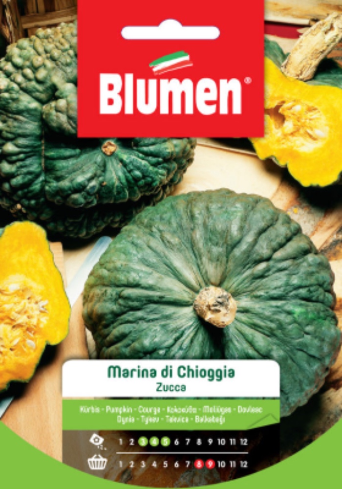 Zucca marina di Chioggia - acquista su Lovisetto Garden - Buste semi orto