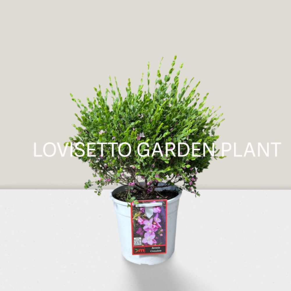 Boronia crenulata  - acquista su Lovisetto Garden - Piante da esterno - Piante fiorite perenni
