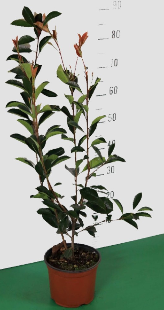 Photinia Red Robin (1,5/1,8 m d'altezza) - acquista su Lovisetto Garden - Piante da esterno - Piante da siepe