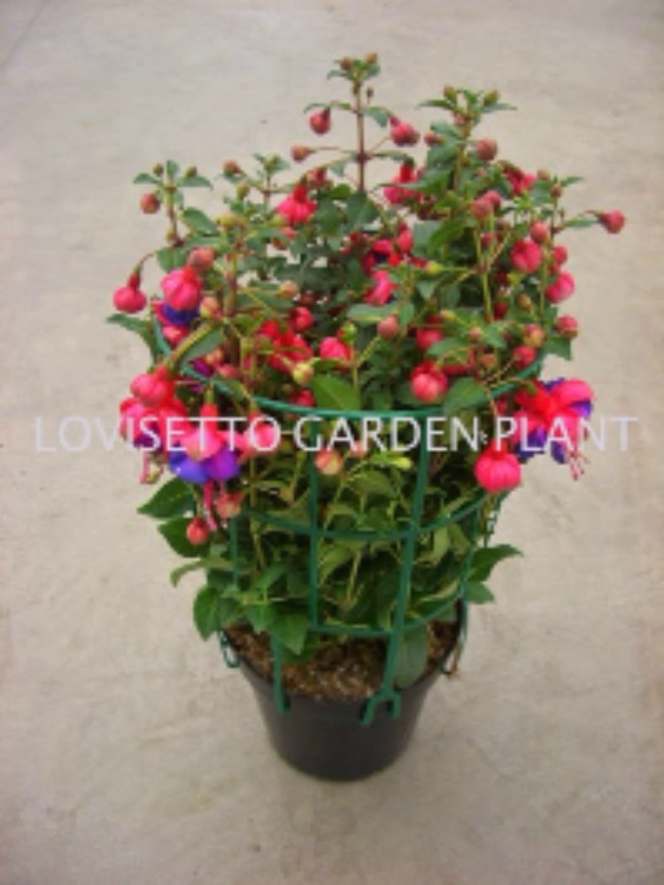 Fucsia - acquista su Lovisetto Garden - Piante da esterno - Piante fiorite