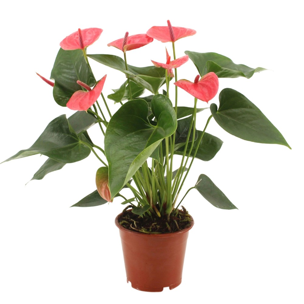 Anthurium Rosa - acquista su Lovisetto Garden - Piante da interno - Piante da interno fiorite