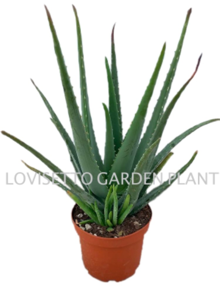 Aloe vera - Big  - acquista su Lovisetto Garden - Piante da interno - Piante da interno verdi