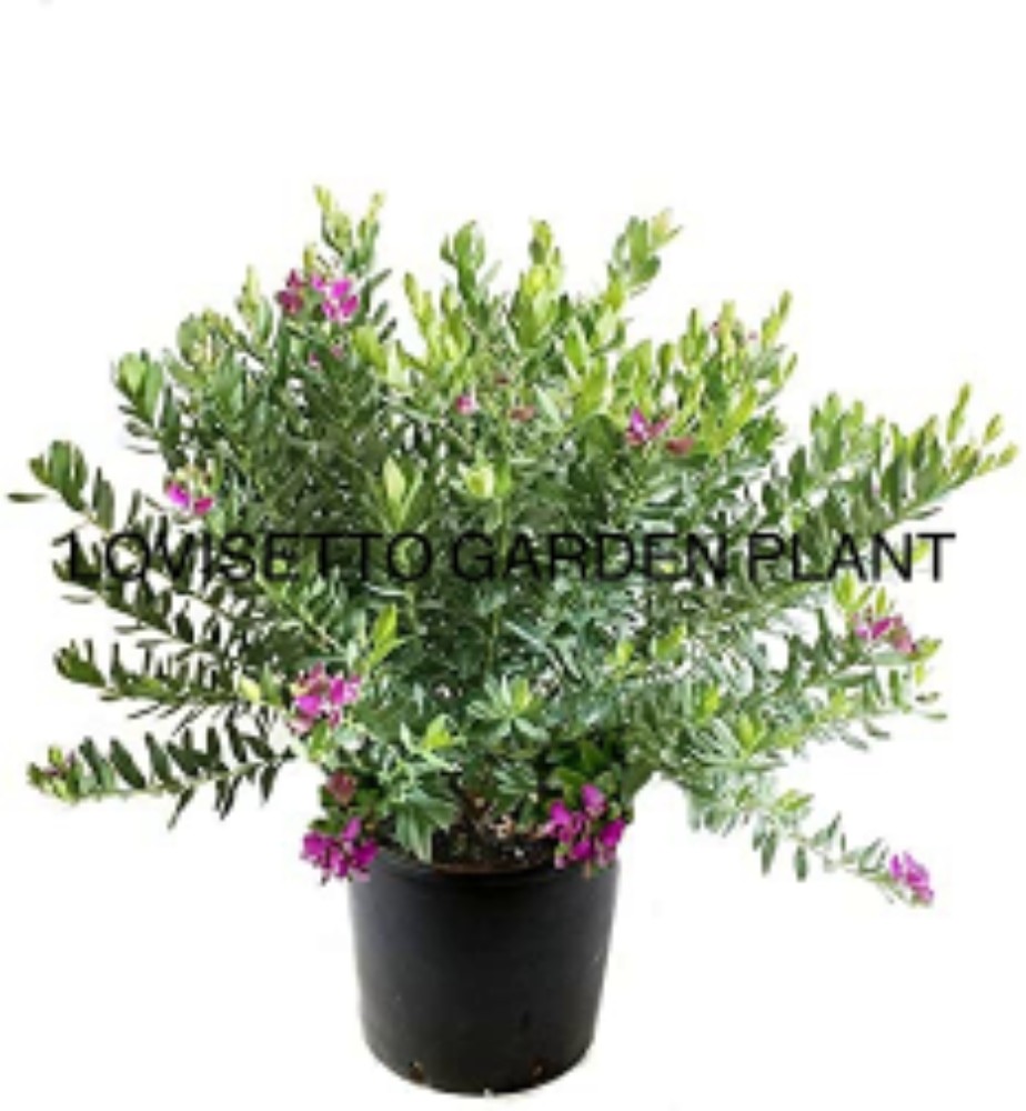 Polygala myrtifolia - acquista su Lovisetto Garden - Piante da esterno - Piante fiorite perenni