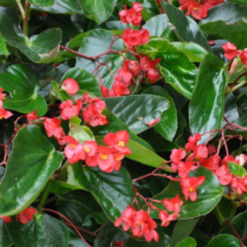 Begonia Drago- Rosso - acquista su Lovisetto Garden - Piante da esterno - Piante fiorite