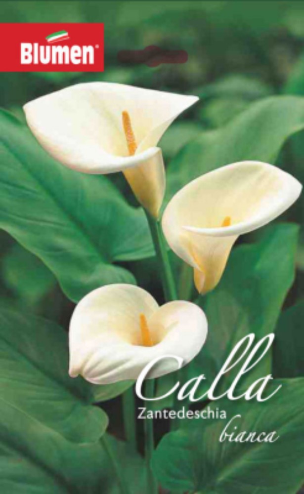 Bulbi di Calle Zantedeschia - acquista su Lovisetto Garden - Piante da esterno - Bulbi