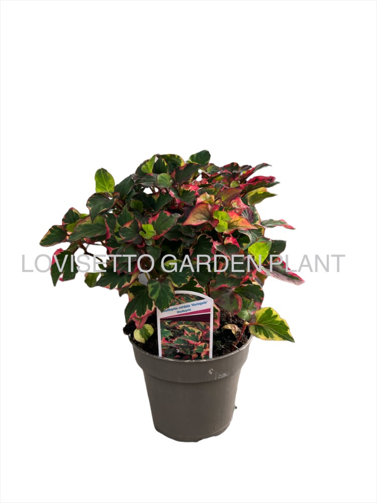 Hottuynia cordata - acquista su Lovisetto Garden - Piante da esterno - Piante fiorite perenni