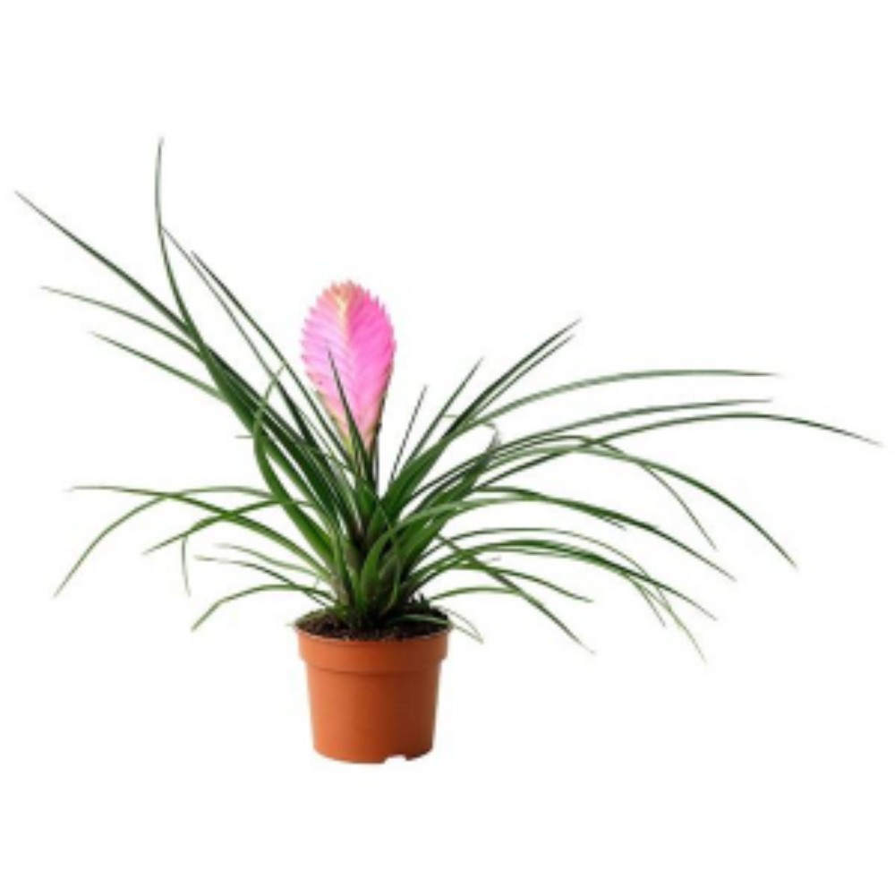 Tillandsia - acquista su Lovisetto Garden - Piante da interno - Piante da interno fiorite