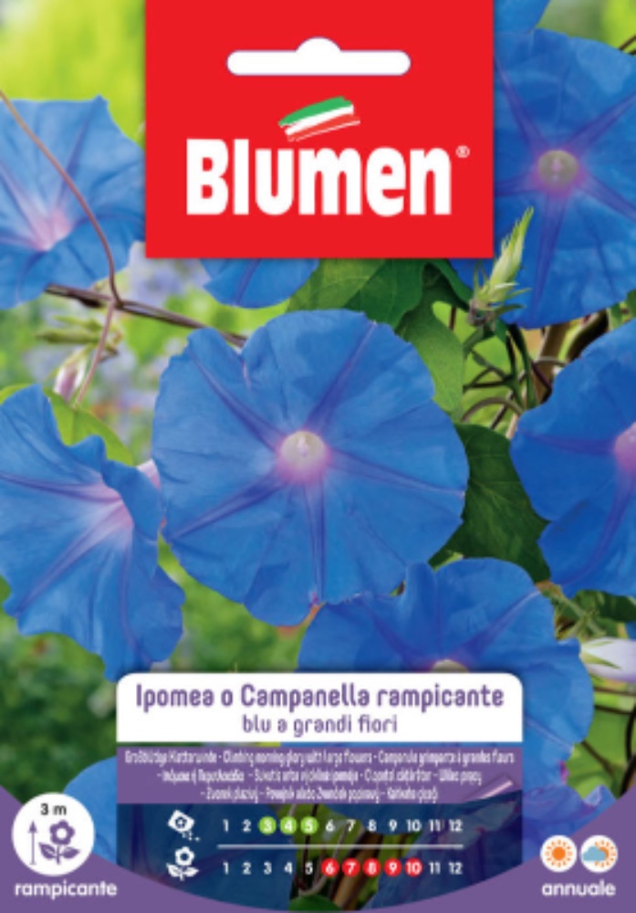 Ipomea Rampicante Blu - acquista su Lovisetto Garden - Buste di fiori