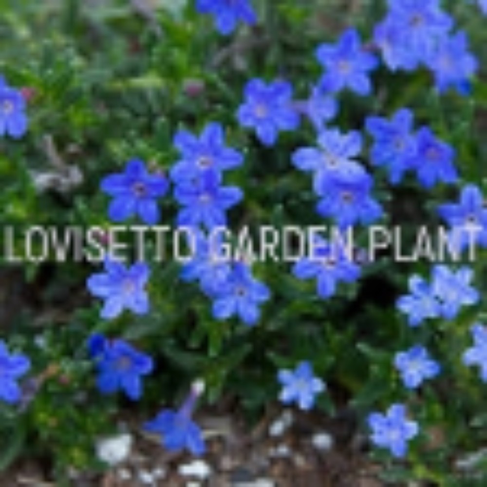 Lithodora “Grace Ward” - acquista su Lovisetto Garden - Piante da esterno - Piante fiorite perenni