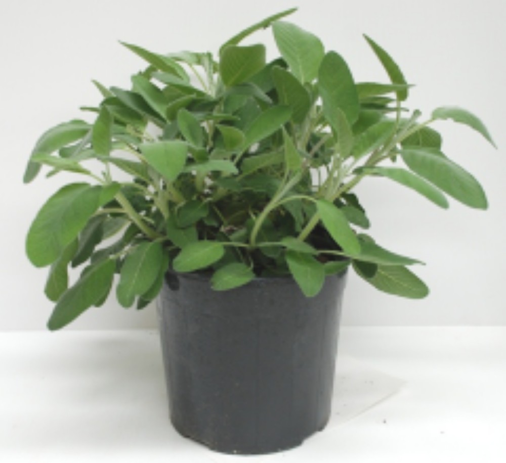 Salvia - acquista su Lovisetto Garden - Piante da esterno - Piante officinali