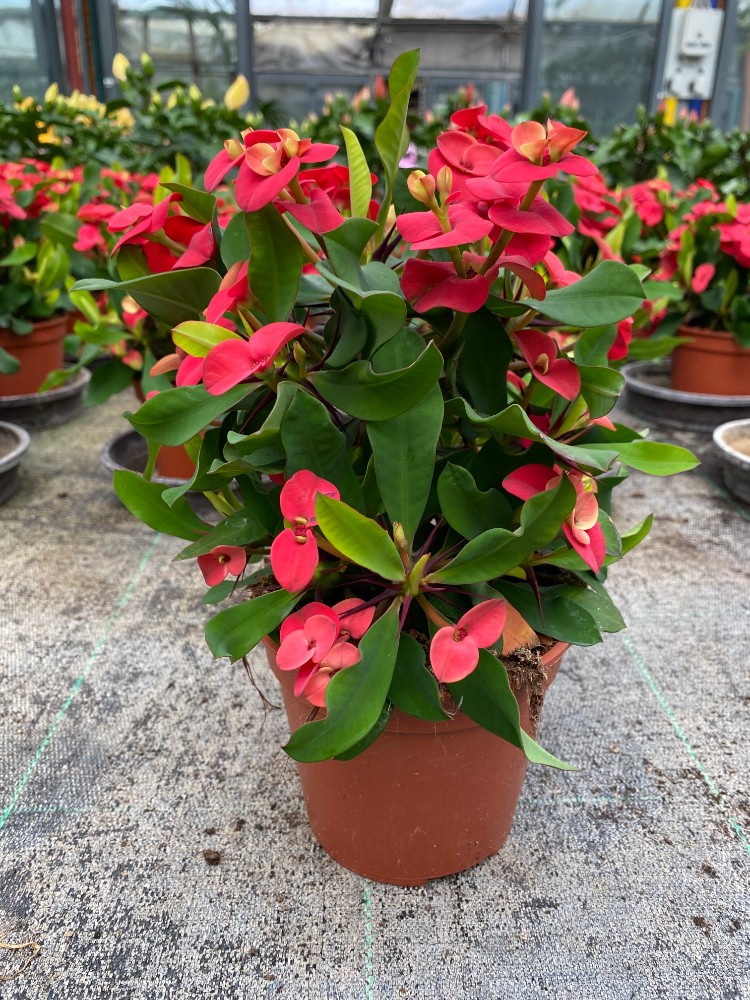 Euphorbia Milli Rosso - acquista su Lovisetto Garden ...