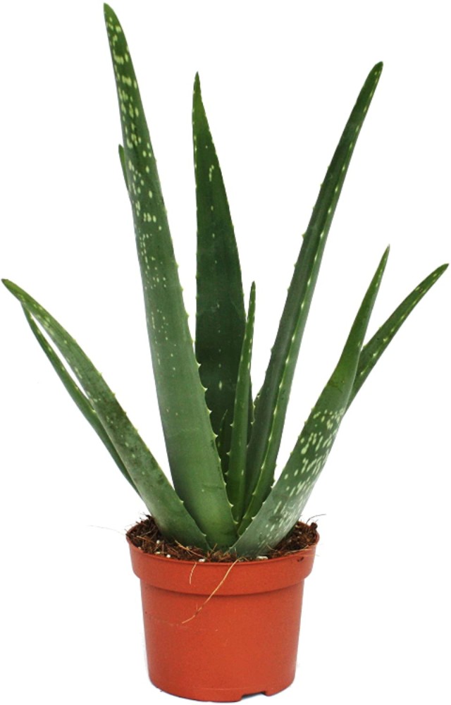 Aloe vera  - acquista su Lovisetto Garden - Piante da interno - Piante da interno verdi