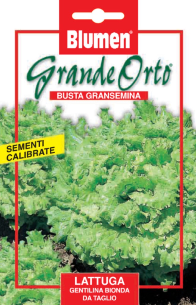 Lattuga Gentile Bionda - acquista su Lovisetto Garden - Buste semi orto