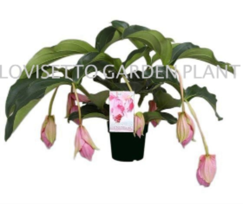 Medinilla Magnifica - acquista su Lovisetto Garden - Piante da interno - Piante da interno fiorite