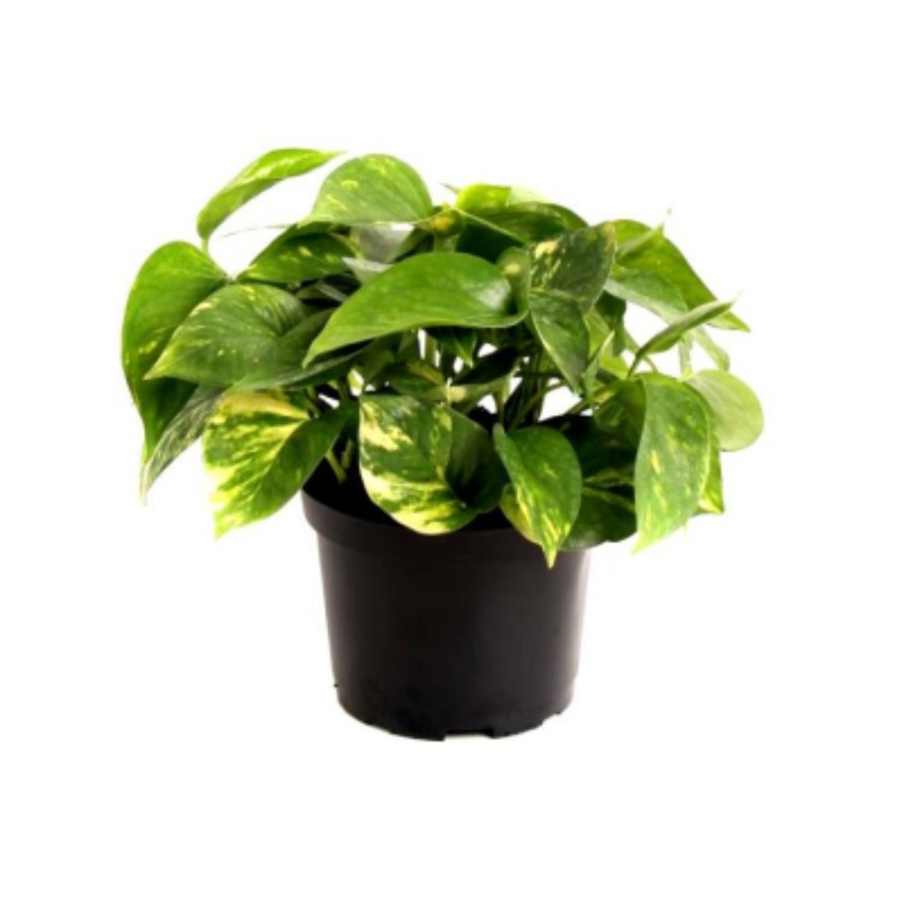 Pothos - little - acquista su Lovisetto Garden - Piante da interno - Piante da interno verdi