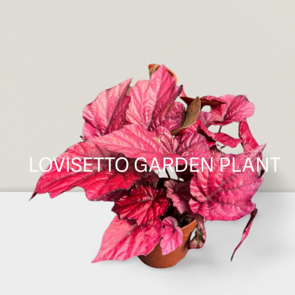 Begonia Belaf Red - acquista su Lovisetto Garden - Piante da interno - Piante da interno verdi