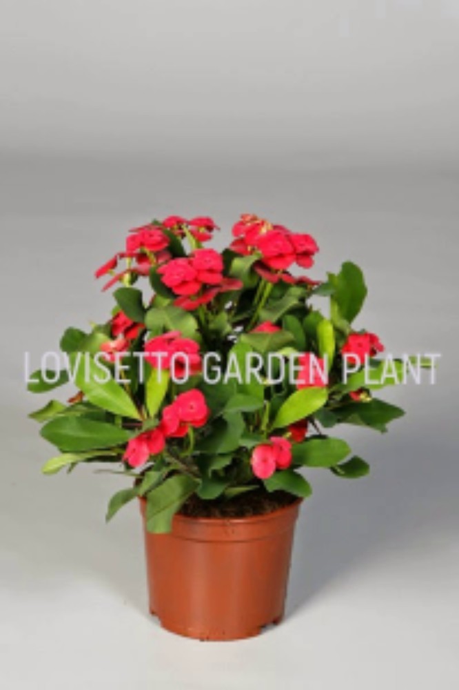 Euphorbia Milli - Rossa - acquista su Lovisetto Garden - Piante da interno - Piante da interno fiorite