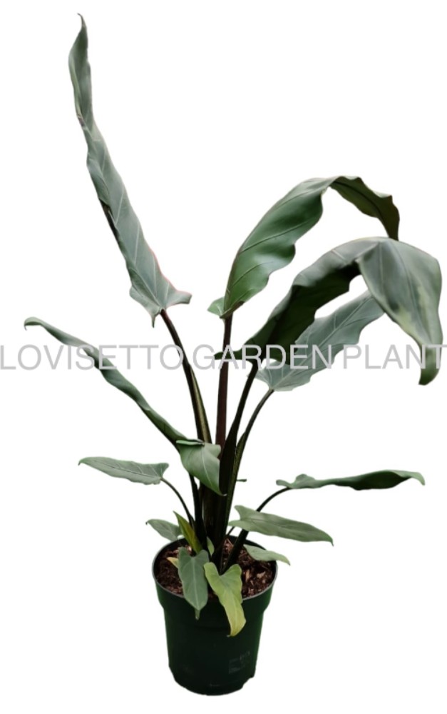 Alocasia Lauterbachiana - acquista su Lovisetto Garden - Piante da interno - Piante da interno verdi