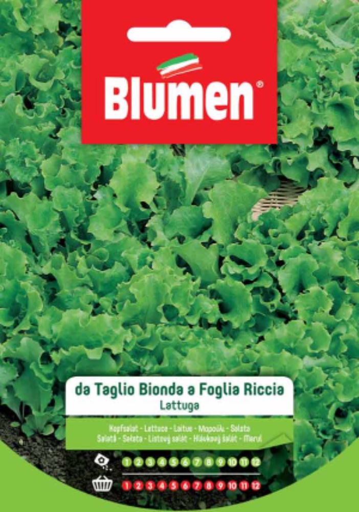 Lattuga taglio bionda foglia riccia - acquista su Lovisetto Garden - Buste semi orto