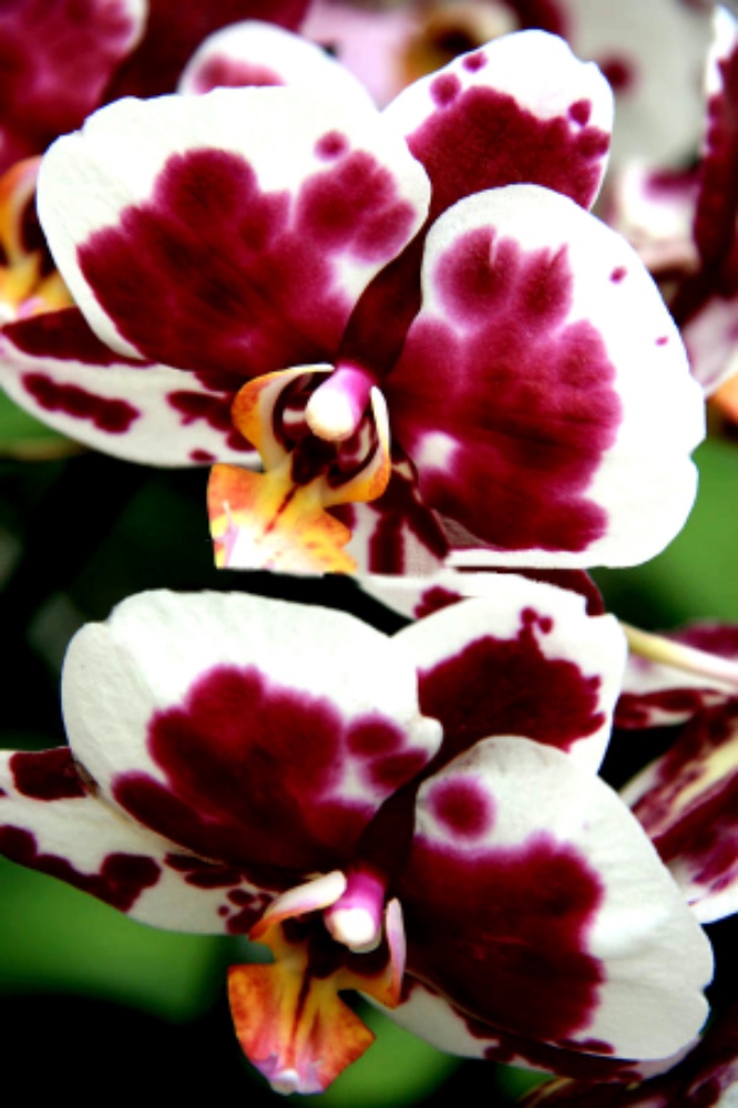 Orchidea Phalaenopsis - Colore Bianco e Bordeaux - acquista su Lovisetto Garden - Piante da interno - Piante da interno fiorite